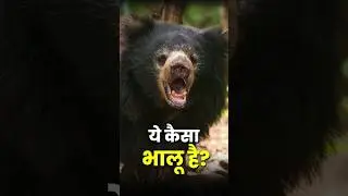 Why Sloth Bear is Called Nature&rsquo;s Vacuum Cleaner? | IUCN Red List UPSC Environment