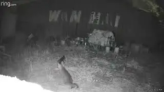 Gray fox family clips 6 12 2022