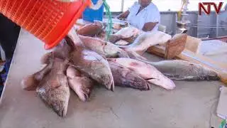 NTV GREEN: The number of fish in Lake Victoria
