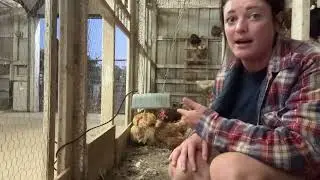 Тестирование двухрежимной тепловой лампы мощностью 300 Вт в течение 7 дней &mdash; что мы узнали w8347