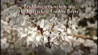 Fr&uuml;hbl&uuml;her im Botanischen Garten Bern