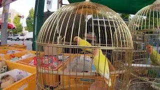 Birds in A Cage - Free Stock Footage in 4K