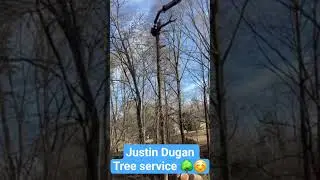 Tackling tall ones today! #logging #treeservice #trees #shorts #short #video #new