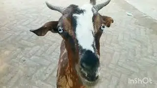Catch goat baby, funny goat video, goat baby sound, world cute goats, funny goats video 2025