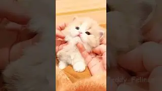 This Kitten is too Cute to Handle 🧸😻💕 #cat #cute #cats #kitten