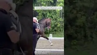 GPRIX HORSE SCHOOLMASTER