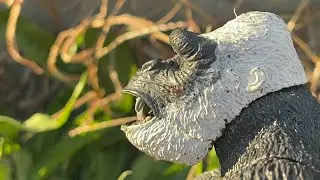 King Kong Legacy OFFICIAL TRAILER 