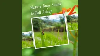 Cicada insect Sound