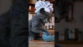 Pipo and the Mysterious Egg