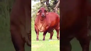 Touro Brahman | Boi | Ra&ccedil;a Brahman | Vaca Brahman | Marruco