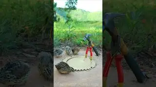 Technique Unique Trap # Creative DIY Quail Bird Trap #shorts