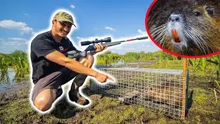 Piéger les Ragondins avec une Cage ! Prise en Direct !