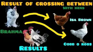The result of crossing a Brahma rooster with a laying hen and a broiler hen.