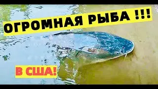 МАЛЕНЬКАЯ ГОРНАЯ РЕКА - ОГРОМНАЯ РЫБА! РЫБАЛКА НА БЕЛОГО ОСЕТРА НА СЕВЕРО - ЗАПАДЕ США.