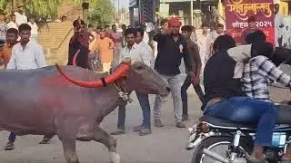 शेगाव म्हैस शर्यत पंढरपूर 2025 #viralvideo #cow #pandharpur #buffalo