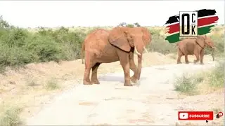 Elephant Attack Claims Herdsman as Human&ndash;Wildlife Conflict Worsens in Kilifi