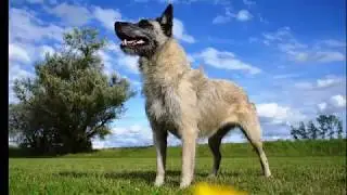 Belgium dog Bouvier d'Ardenne