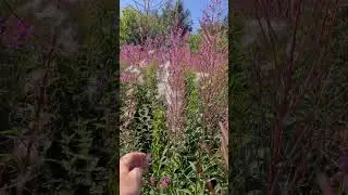rosebay willowherb time!! #summer #rosebaywillowherb