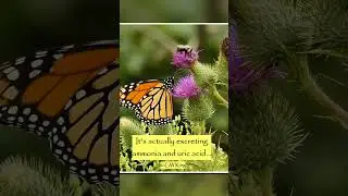 Rare! A Bumble Bee Peeing? Bombas