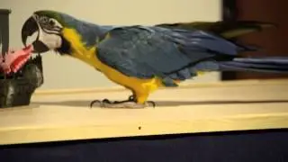 Parrot show, short program