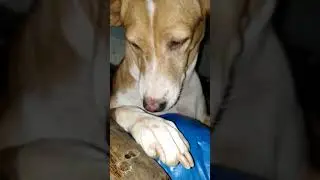 #foryou #13million #1million #dogs #dogshorts