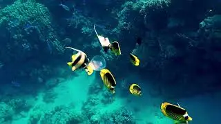 Coral reef in the Red Sea with Moorish Idol fish swimming