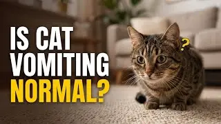 Why Is My Cat Vomiting? What Every Cat Owner Must Know