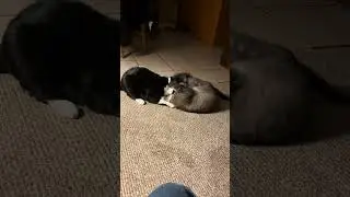 Wrestling cats Dax and Tucker