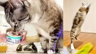 Blue Buffalo Blue Wilderness Wild Delights Flaked Chicken & Trout Recipe Wet Cat Food Lynx Reviews