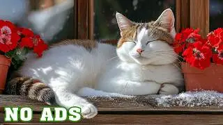 12 Hours Calming Sounds for Cats 🐾 Soft Night Music for Relaxation & Restful Sleep 🌙