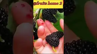 #shortvideo #youtubeshort #bestshort #fruitsvideo #viralreel @fruitshome2