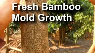 Fresh Bamboo Mold Growth (Quick Fix - Northern Thailand)