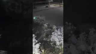 Fox captured on night vision camera