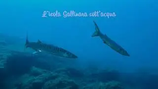 GALLINARA HERE WE ARE