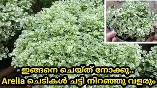 ഇങ്ങനെ ചെയ്ത് നോക്കൂ.Aralia ചെടികൾ ചട്ടി നിറഞ്ഞു വളരും|Aralia Plant Care Malayalam|SR Vlogs by Naji💕