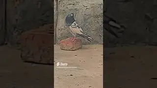 #rampurikabootar #teddykabootar #desikabootar #shortskabootar #pigeonpigeon