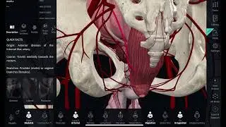 Blood supply of rectum 