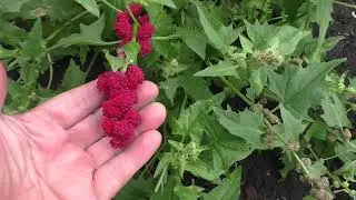 Как я вырастил земляничный шпинат