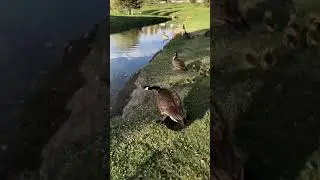 GEESE ATTACK!!