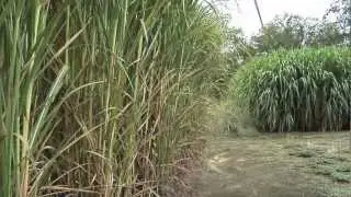UGA Searching For Best Grass For Biofuel