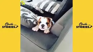 Cute Dogs Doing Funny Things - 2019 EDITION (MUST WATCH) 😍