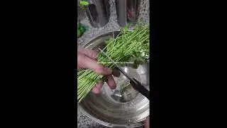 Microverdes de Guisantes como hacer una Ensalada #microgreens #germinados #aprender #cultivar