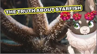Starfish Are ACTUALLY Kind Of Terrifying...