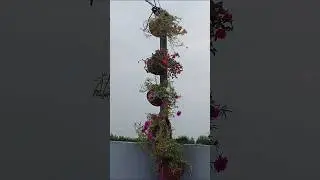 5 minute DIY #hangingplants #plantperfect #garden #youtube ##flowers #portulaca #diy #diyplantpot