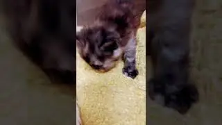 Cute baby kitten sound ❤️ #shorts