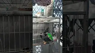 Amazing talking with Hill Myna Bird with sound and talking ASMR