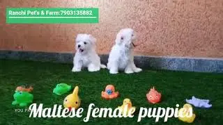 #Maltese#maltesepuppy !! Cute Maltese Puppies !! Ranchi Pet's & Farm !! 7903135882 !!