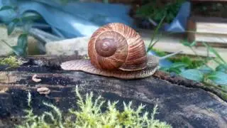 Turbo sraige Turbo snail 4K UltraHD quality