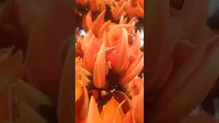 Jharkhand ka rashtriy phool #shortsvideo #fannyvideo #trendingshorts