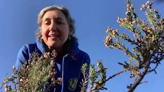 Heath lesson 2 - The dry heathland habitat